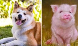 Người tuổi này nuôi chó là đại kỵ, thất thu tài lộc, gia đình lục đục