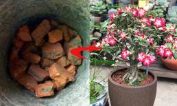 Trồng cây cảnh cứ chôn 4 thứ dưới đáy chậu, cây cảnh không bao giờ thối rễ, hoa 'tuôn như suối'