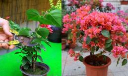 “3 điều cần thiết” khi chăm sóc hoa giấy: Hoa to hơn, cành đầy đặn, tươi sáng và đẹp đẽ