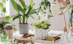 Bằng cách cho hoa 'ăn' 3 loại nước này, ngay cả những bông hoa 'khó tính' cũng có thể mọc thành chậu rực rỡ