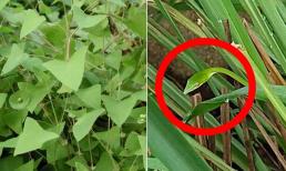 Một lão nông đã bắt rắn 40 năm chia sẻ kinh nghiệm: Rắn độc cũng sợ loại cây này, khi trồng trong sân có thể ăn được và xua đuổi rắn