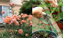 Cách để trồng hoa hồng nở gấp 10 lần và bông hoa to, nhiều màu sắc hơn và đẹp hơn 