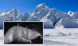 Phát hiện mới ở Nam Cực: Các nhà khoa học phát hiện 'vật thể khổng lồ' bí ẩn có đường kính 56 km!