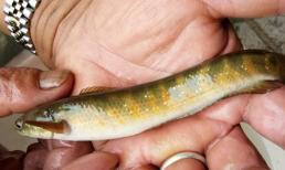 Nó được mệnh danh là 'báu vật giữa các loài cá', nhìn giống như một con cá chạch, bây giờ rất hiếm, hãy trân trọng nếu bạn nhìn thấy nó