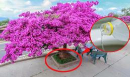 Hoa giấy cũng 'ăn' gia vị! Để hoa giấy tốt tươi, hoa nở rực rỡ suốt bốn mùa cần tưới một loại gia vị có sẵn trong nhà bếp 