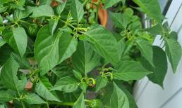 Có một loại lá canxi gấp 2 lần sữa, vừa dưỡng gan, thải độc và bổ mắt, mọc đầy vườn nhà mà nhiều người bỏ qua