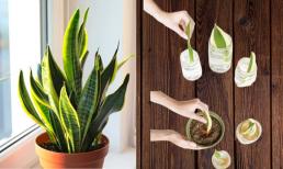 Từ một cây lưỡi hổ, bạn có thể nhân giống thành cả khu vườn bằng cách đơn giản