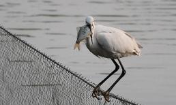 Làm thế nào để các loài động vật ăn cá trong tự nhiên tránh bị mắc kẹt vào xương cá? Họ có thủ đoạn gì?