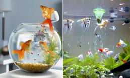 Cá cảnh nên chọn nuôi bao nhiêu con để hợp tuổi gia chủ? Chọn đúng sẽ ăn nên làm ra, tiền vào như nước