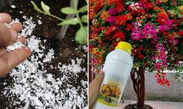 Làm sao để hoa hồng, hoa giấy nở sum suê, rực rỡ suốt bốn mùa? Dưới đây là mẹo