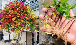 Mẹo giâm cành hoa giấy cực đơn giản, 7 ngày bén rễ, không cần mua giống mới