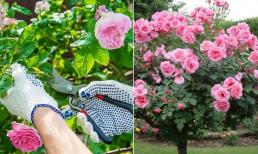 Trồng hoa hồng mà chỉ thấy lá không thấy hoa, làm theo 4 bí quyết, hoa nhà bạn sẽ nở rực rỡ, bông rất to