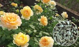 Vào mùa thu đông, cho hoa hồng 'ăn một ít cá', sang năm mới cành lá tốt tươi, hoa nỡ bung rực rỡ