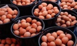 Có nên cho trứng mua về vào tủ lạnh không? Nhiều người làm sai, chẳng trách sau khi ăn xong lại cảm thấy khó chịu