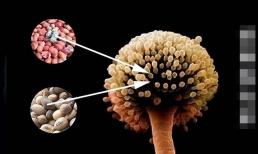 Phát hiện 'chất gây ung thư cấp độ 1', WHO kêu gọi: Hãy ngừng ăn càng sớm càng tốt và đừng quá bất cẩn