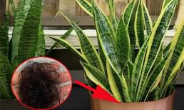 Tóc rụng là chuyện thường ngày nhưng không phải ai cũng biết đến tác dụng cho đến khi chôn tóc vào chậu cây cảnh 