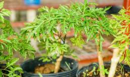 Cây đinh lăng vừa làm cảnh vừa là một vị thuốc, nhưng có nên trồng trước cửa nhà không?