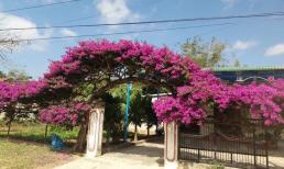 Trồng cả giàn hoa giấy trước cửa nhà, nên hay không? Chuyên gia đưa lời khuyên