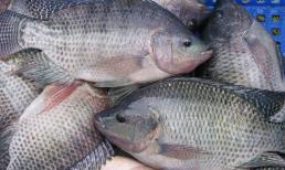 Loài cá bán đầy chợ Việt, cực giàu collagen giúp chống lão hóa, chị em muốn trẻ đẹp nên mua về ăn ngay