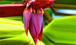 Loài hoa mọc khắp làng quê, là 'thần dược' với phụ nữ, nhiều người không biết lại bỏ đi, thật phí phạm!