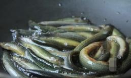 Loại cá giàu canxi gấp 6 lần cá chép, 10 lần cá lăng, được ví là ‘nhân sâm dưới nước'