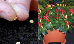 Mẹo trồng cây ớt đơn giản vừa làm cảnh vừa chi chít quả