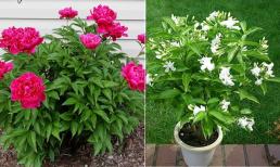 Loài hoa là 'nước hoa tự nhiên', trồng trong nhà vừa đẹp lại thơm