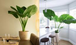 Người giàu không trồng nhiều cây phong thủy trong nhà, chỉ trồng cây lá to hút tài lộc, đã giàu lại càng giàu