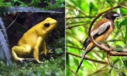 4 con vật xuất hiện trong nhà, đừng đuổi kẻo 'đuổi' luôn cả tài lộc và sự may mắn