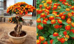 Cây ngũ sắc nở hoa rất đẹp, giàu sức sống nhưng gây ra không ít phiền toái, bạn cần lưu ý khi trồng