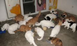 Nhà bỗng có 'vị khách' đặc biệt này, đừng khó chịu và giết chúng, vì chứng tỏ tài lộc tới, gia đình thịnh vượng, sắp giàu to