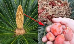 Đây là loài cây được người xưa xem như báu vật, quả giống trứng vàng, trồng một cây trong nhà để hút lộc 