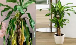 Khi thiết mộc lan vàng lá, có 4 cách để lá thiết mộc lan xanh mướt trở lại và ra hoa đẹp