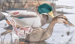 Động vật đực có sức mạnh như thế nào trong việc giao phối? Mèo có gai, vịt tiến hóa cơ quan sinh dục xoắn ốc