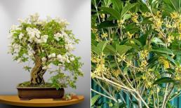 Loại cây hợp cả 5 mệnh, nhà giàu đua nhau trồng, vừa là 'thuốc quý' lại hút tài lộc