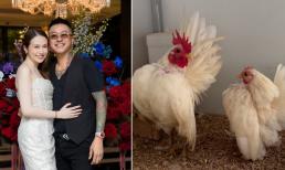 Ca sĩ Tuấn Hưng khoe thú nuôi 'độc' trong nhà, chi tiền khủng mua 2 chú gà có dáng như 'siêu mẫu'