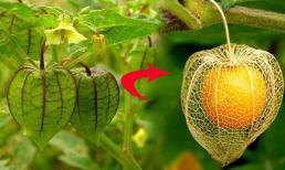 Tại sao ở Nhật Bản quả tầm bóp được xem như 'thần dược', là 'thuốc chống ung thư tự nhiên', ổn định đường huyết nhưng ít ai biết?