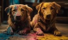 Tử vi tuần mới (13/11 - 19/11): top 3 con giáp phước lộc vô biên, gặp nhiều may mắn, thăng hoa mọi mặt từ công việc tới cuộc sống