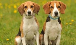 Người tuổi Tuất: Hãy nhớ chú ý đến “người này” vào ngày 15/11, hắn sẽ là kẻ phản diện của bạn trong tháng này