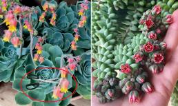 Hoa nở là điềm lành nhưng thấy những cây phong thủy này bỗng dưng nở hoa cần cắt ngay kẻo gặp họa