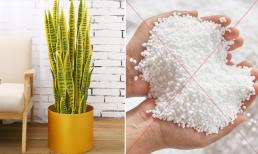 Lưỡi hổ đại kỵ 5 yếu tố này, đặc biệt vào mùa đông nên nắm rõ để chăm sóc kẻo cây dễ chết, mất hết tài lộc