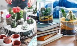 Xương rồng có phải là cây 'cấm kị' trồng trong nhà?