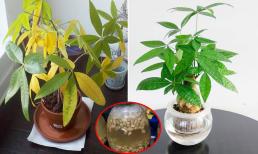 Cây bị vàng lá đừng vội vứt đi, tưới nước này cây xanh tốt trở lại, hút tài lộc về cho gia chủ