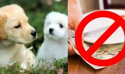 Khi nuôi thú cưng, bạn nên chú ý đến những điều cấm kỵ trong phong thủy, nếu không sẽ hao tài, bệnh tật hoành hành