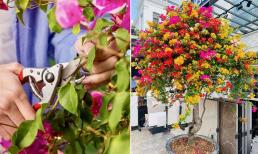 Muốn hoa giấy nở rực rỡ vào đúng Tết âm lịch để hút tài lộc, học ngay mẹo này của chủ vườn