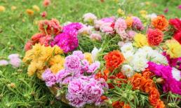 Hoa mười giờ rất đẹp lại dễ trồng nhưng có nên đặt trước cửa nhà không?