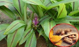 Có 1 loại củ là 'khắc tinh' của ung thư, hỗ trợ điều trị tiểu đường, lại giúp đẹp da, mau lành vết thương