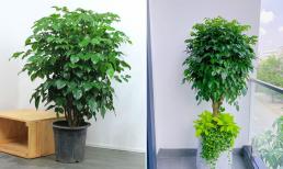 Trồng cây hạnh phúc muốn hút tài lộc cho gia chủ, nên đặt ở vị trí nào trong nhà?