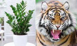 Người tuổi Dần muốn chiêu tài, hút lộc nên trồng cây gì?