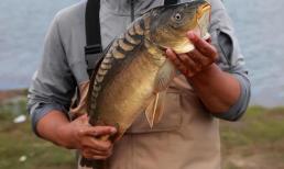 Loại cá chép không vảy bị coi là đột biến, có ăn được không?